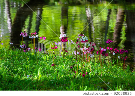 [Tochigi Prefecture, Oku-Nikko] Senjugahama Japanese primrose in full bloom on the shores of Lake Nakazenji 92038925