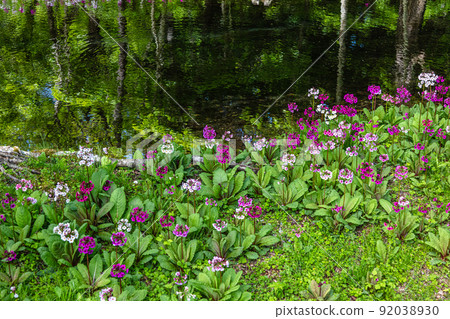 [Tochigi Prefecture, Oku-Nikko] Senjugahama Japanese primrose in full bloom on the shores of Lake Nakazenji 92038930