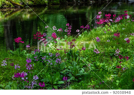 [Tochigi Prefecture, Oku-Nikko] Senjugahama Japanese primrose in full bloom on the shores of Lake Nakazenji 92038948