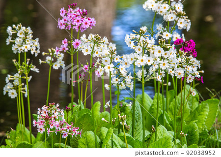 [Tochigi Prefecture, Oku-Nikko] Senjugahama Japanese primrose in full bloom on the shores of Lake Nakazenji 92038952