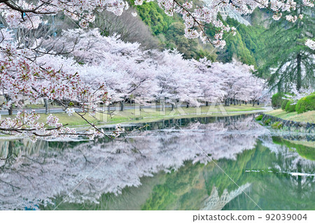 [櫻花盛開，下北山運動公園 Kinari no Sato] 奈良縣吉野區下北山村上池原 92039004