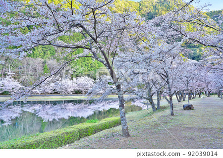 [櫻花盛開，下北山運動公園 Kinari no Sato] 奈良縣吉野區下北山村上池原 92039014
