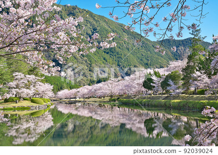 [櫻花盛開，下北山運動公園 Kinari no Sato] 奈良縣吉野區下北山村上池原 92039024