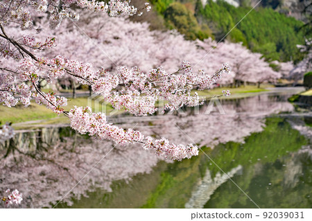 [櫻花盛開，下北山運動公園 Kinari no Sato] 奈良縣吉野區下北山村上池原 92039031