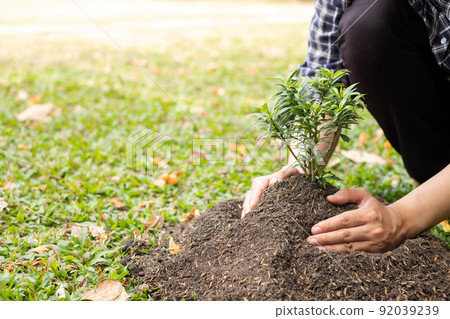 The young man's hands are planting young seedlings on fertile ground, taking care of growing plants. World environment day concept, protecting nature The young man's hands are planting young seedlings on fertile ground, taking care of growing plants. World environment day concept, protecting nature 92039239