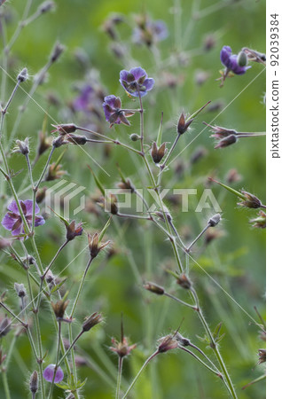 Garden geranium (Geranium phaeum) flowers, macro shot 92039384