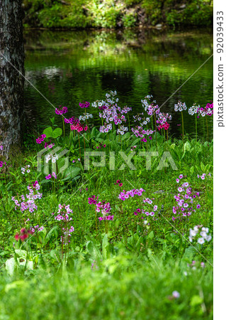 [Tochigi Prefecture, Oku-Nikko] Senjugahama Japanese primrose in full bloom on the shores of Lake Nakazenji 92039433