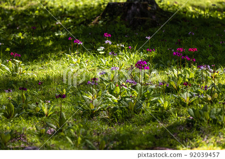 [Tochigi Prefecture, Oku-Nikko] Senjugahama Japanese primrose in full bloom on the shores of Lake Nakazenji 92039457
