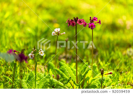 [Tochigi Prefecture, Oku-Nikko] Senjugahama Japanese primrose in full bloom on the shores of Lake Nakazenji 92039459