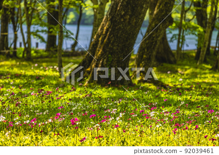 [Tochigi Prefecture, Oku-Nikko] Senjugahama Japanese primrose in full bloom on the shores of Lake Nakazenji 92039461