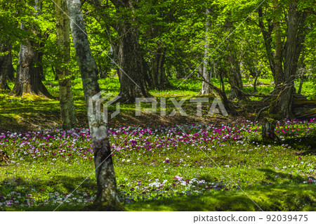 [Tochigi Prefecture, Oku-Nikko] Senjugahama Japanese primrose in full bloom on the shores of Lake Nakazenji 92039475