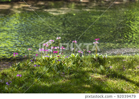 [栃木縣、奧日光] 中善寺湖畔盛開的千手濱月見草 92039479