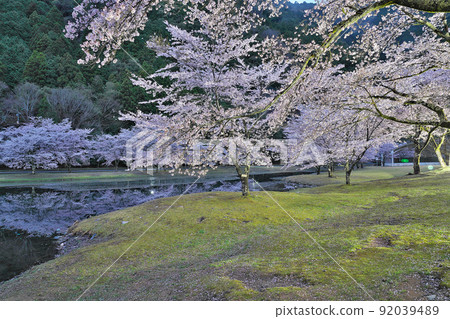 [櫻花盛開，下北山運動公園 Kinari no Sato（夜）] 奈良縣吉野區下北山村上池原 92039489