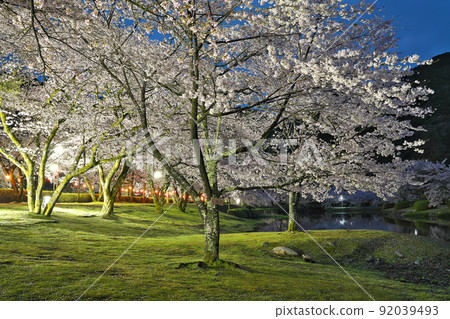 [Sakura in full bloom, Shimokitayama Sports Park Kinari no Sato (night)] Kamiikehara, Shimokitayama Village, Yoshino District, Nara Prefecture 92039493
