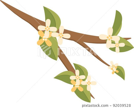 白色的桂花,柚的花,中秋節的花朵,向量插畫卡通風格 92039528