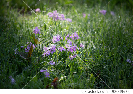 [Oku-Nikko, Tochigi Prefecture] Primroses in full bloom on the shores of Lake Senjugahama Chuzenji 92039624