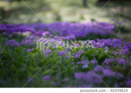 [Oku-Nikko, Tochigi Prefecture] Primroses in full bloom on the shores of Lake Senjugahama Chuzenji 92039626