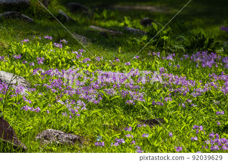 [Oku-Nikko, Tochigi Prefecture] Primroses in full bloom on the shores of Lake Senjugahama Chuzenji 92039629