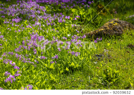 [Oku-Nikko, Tochigi Prefecture] Primroses in full bloom on the shores of Lake Senjugahama Chuzenji 92039632