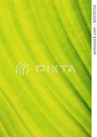 bright green canna leaf background 92039702