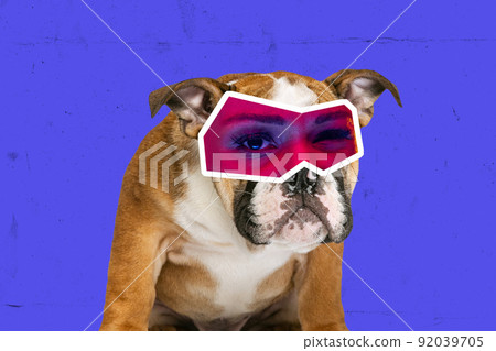 Creative collage with breed dog with female eyes expressing different emotions isolated over bright blue background. Magazine style. Animal look at modern lifestyle 92039705