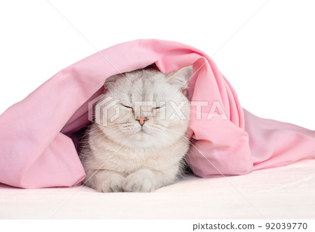 Adorable white cat, in a bandage with ears, sleep under a pink blanket, isolated Adorable white cat, in a bandage with ears, sleep under a pink blanket, isolated 92039770