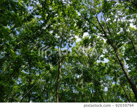 Forests and sun leaves 92039794