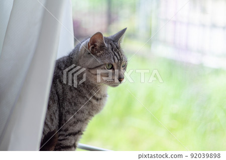 Window cat Sabatra cat Window cat Sabatra cat 92039898