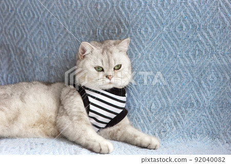 Cute white british cat on blue blanket Cute white british cat on blue blanket 92040082