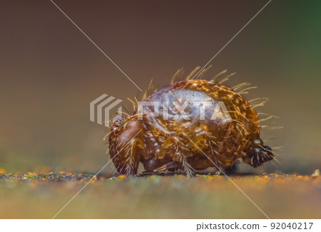 Globular springtail Dicyrtomina ornata or fusca in very close view Globular springtail Dicyrtomina ornata or fusca in very close view 92040217
