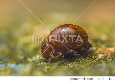 Globular springtail Dicyrtomina ornata or fusca in very close view 92040219