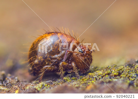 Globular springtail Dicyrtomina ornata or fusca in very close view 92040221