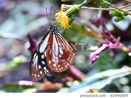 Asagi madara Asagi madara 92040804