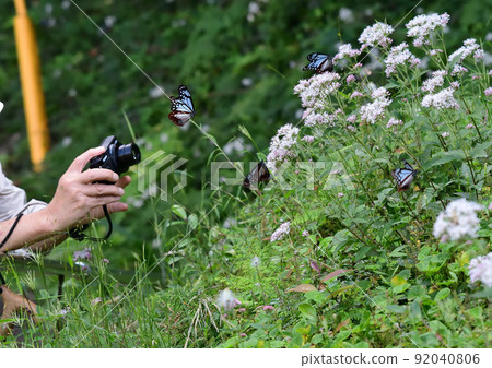 Asagi madara Asagi madara 92040806