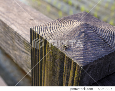 Jumping spider on the railing Jumping spider on the railing 92040907