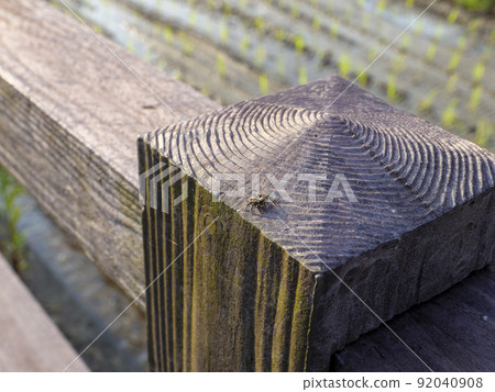 Jumping spider on the railing Jumping spider on the railing 92040908