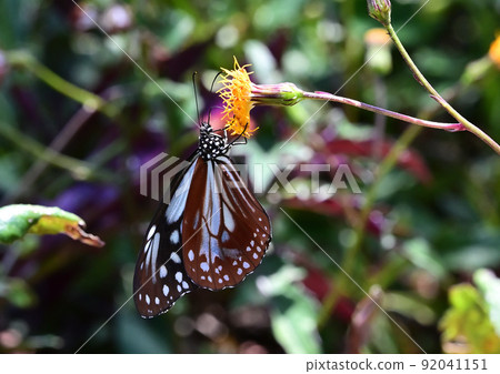 Asagi madara 92041151