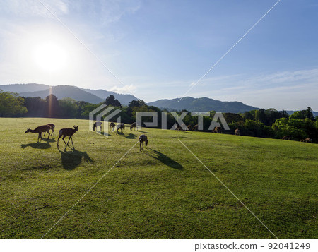 Scenery of Nara Park Tobihino in the early morning Scenery of Nara Park Tobihino in the early morning 92041249