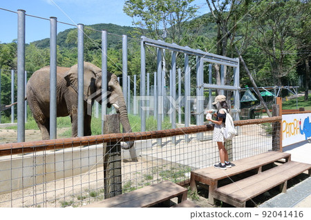A child feeding an elephant 92041416