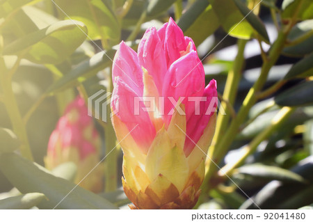 A flowering rhododendron flower in the park in the spring. A flowering rhododendron flower in the park in the spring. 92041480