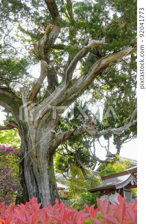 Enmanji Temple Precincts 2 [Kuroiwa, Tonosho-cho, Shozu-gun, Kagawa Prefecture] 92041773