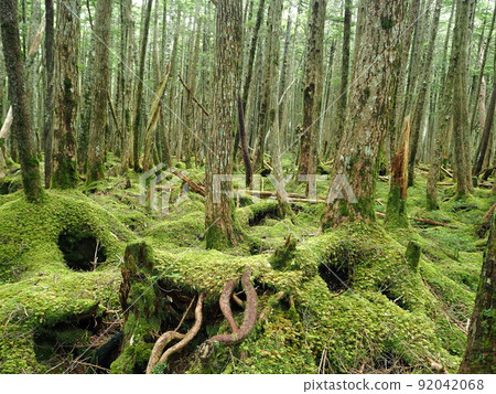 長野縣白毛池苔蘚和原始森林風景 7 月 長野縣白毛池苔蘚和原始森林風景 7 月 92042068