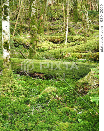 長野縣白毛池苔蘚和原始森林風景 7 月 長野縣白毛池苔蘚和原始森林風景 7 月 92042069