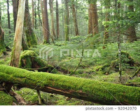 長野縣白毛池苔蘚和原始森林風景 7 月 92042070