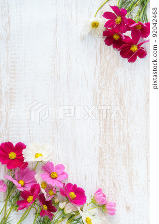 大波斯菊與白色木紋花框 | 垂直構圖 大波斯菊與白色木紋花框 | 垂直構圖 92042468