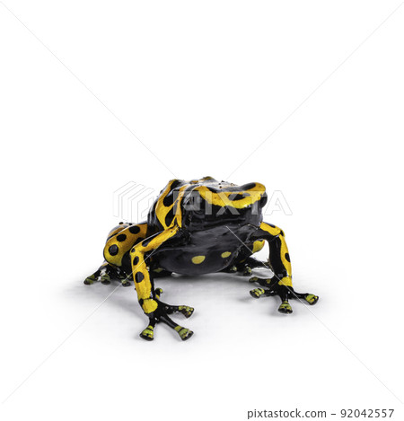 Yellow-banded Poison Dart Frog on white background Yellow-banded Poison Dart Frog on white background 92042557