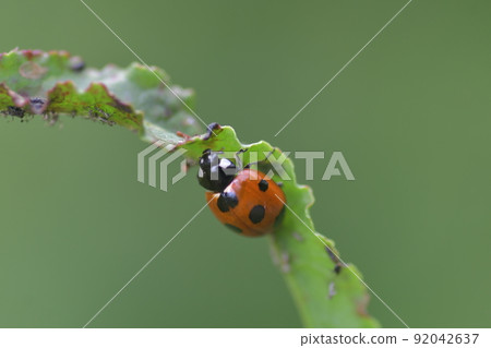Ladybird tapeworm 92042637
