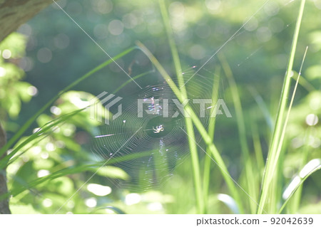 Spider spider web 92042639