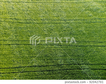 Aerial view on green wheat field in countryside. Field of wheat blowing in the wind on sunset. Young and green Spikelets. Ears of barley crop in nature. Agronomy, industry and food production. Aerial view on green wheat field in countryside. Field of wheat blowing in the wind on sunset. Young and green Spikelets. Ears of barley crop in nature. Agronomy, industry and food production. 92042781
