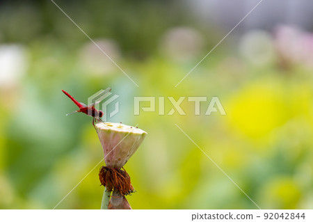 Red dragonfly perched on a dead lotus flower Red dragonfly perched on a dead lotus flower 92042844